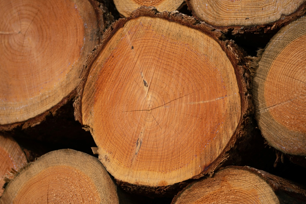 MZ Logging forestry equipment at work